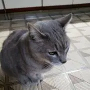かりんの画像