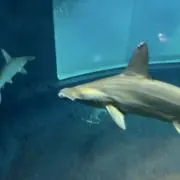 ショート