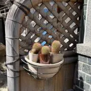 ma.ruの画像