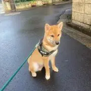 たけまる