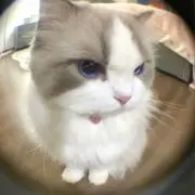 あの画像