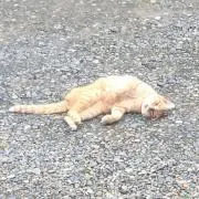 ゆう