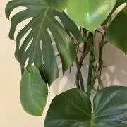 アユの画像