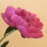 芍薬の画像