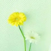 Meの画像