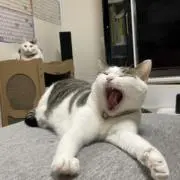 まめとねこ