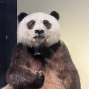 Åの画像