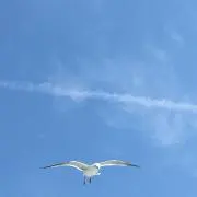 凛の画像