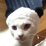 アコの画像