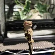 ゆずまちの画像
