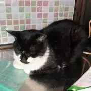 まいにゃん(=^x^=)