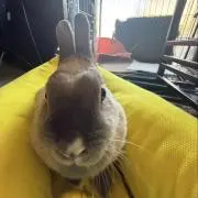 ウズ島ヒロ