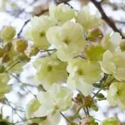 リィ