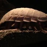 克原小原の画像
