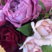 Uriuの画像