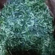 クノップの画像