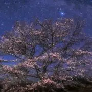 くまこ