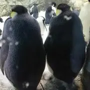 ゆきんこの画像
