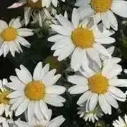 むくむくママ【プロフ確認お願いします】の画像