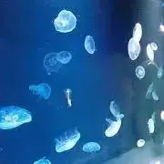 Skyの画像