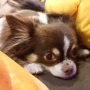 ナイトーレイコ
