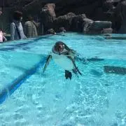どんぐりねずみ