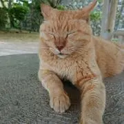 ゆう