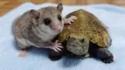すずみ