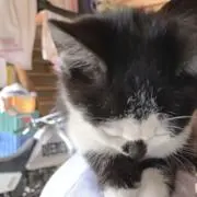 makoの画像