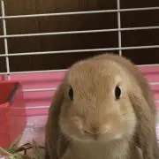 コニーの画像