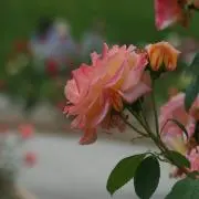 AkiMkoの画像