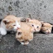 てんてんの画像