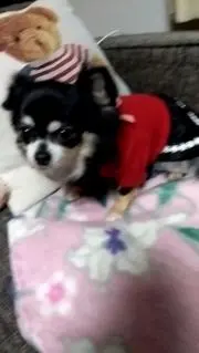 ペコの画像