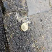 ハヤシ