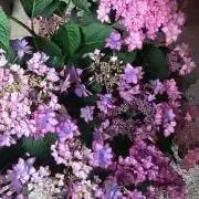 ruruの画像