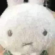 ナミカロスの画像