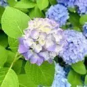 はふはふ※平日のみ発送※の画像