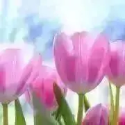 みいママ【即購入OK！】の画像