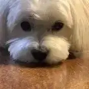 もんぶらんの画像
