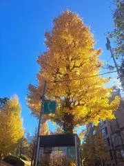 かに丸。の画像