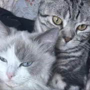 あむの画像
