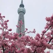 キョンキョンの画像