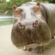 恭子の画像