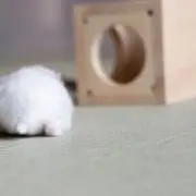 みゃーの画像