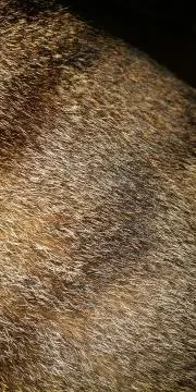 Sの画像