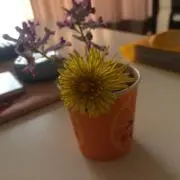 ゆーゆ