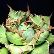 ★ATOM_plants★の画像