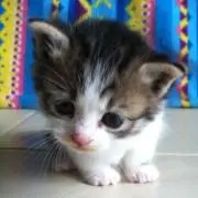 M M Mの画像