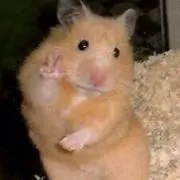 はむのすけの画像