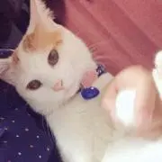 nekoの画像